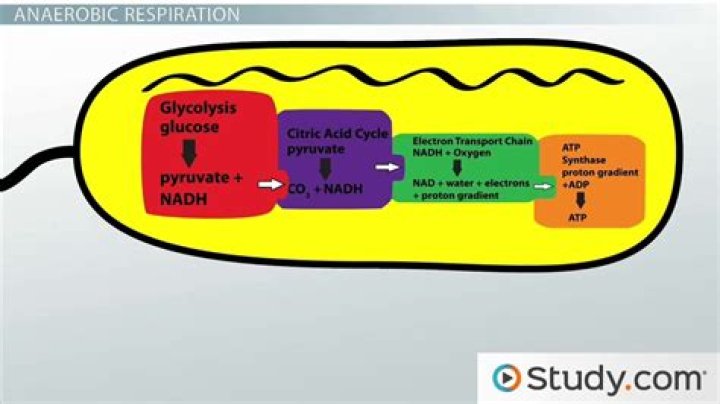 Does haemophilus grow anaerobically?