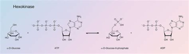 Does hexokinase require atp?