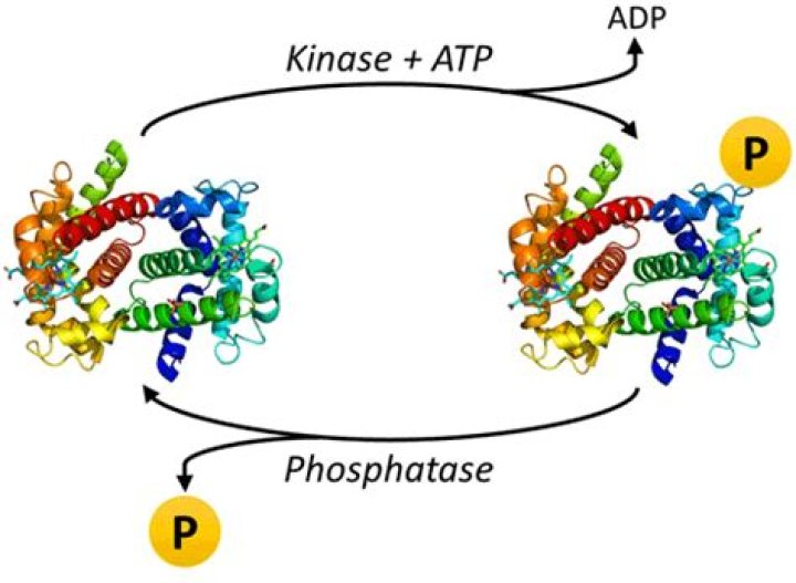 Does kinase add or remove phosphate?