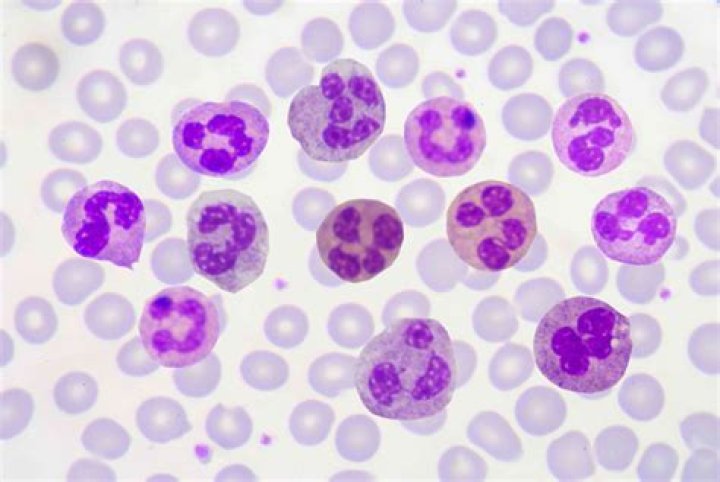 Does leukocytes have nucleus?