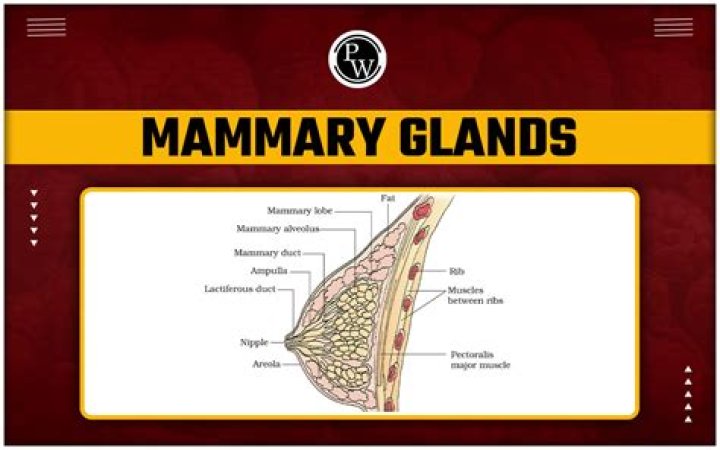 Does male have mammary gland?
