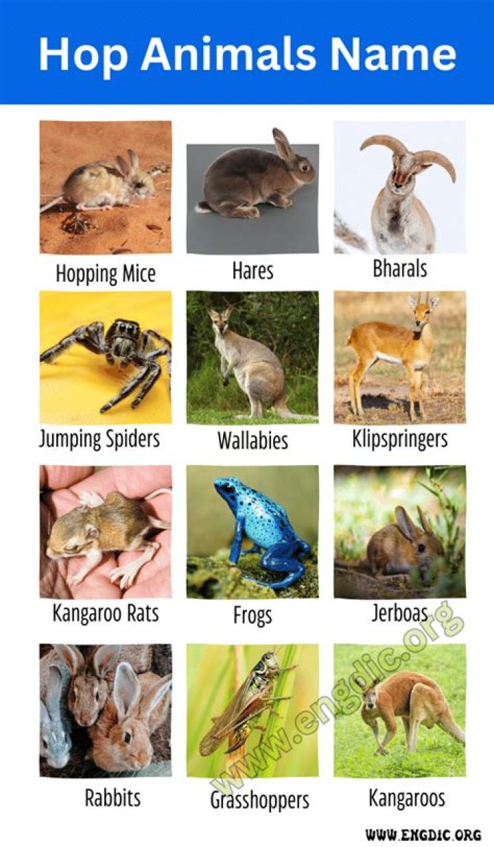 Does monkey jump or hop?
