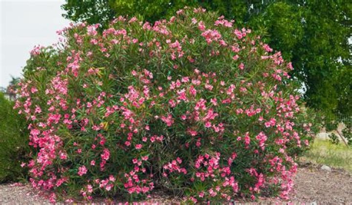 Does oleander have a scent?