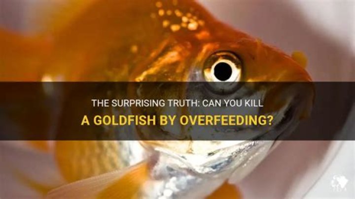 Does overfeeding kill fish?
