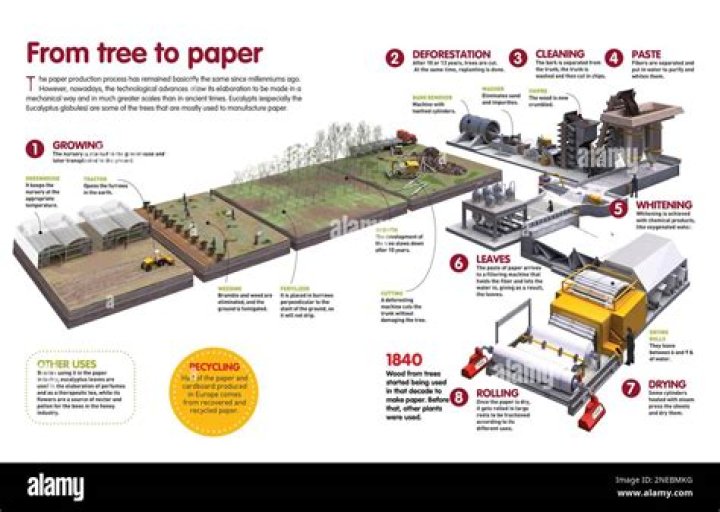 Does paper come from trees?