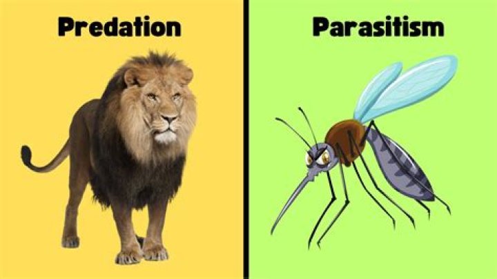 Does predation differ from parasitism?