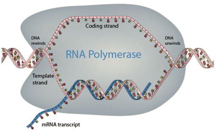 Does rna polymerase make mrna?