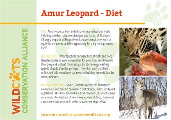 Does the amur leopard have any predators?