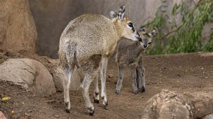 Does the klipspringer live in groups?