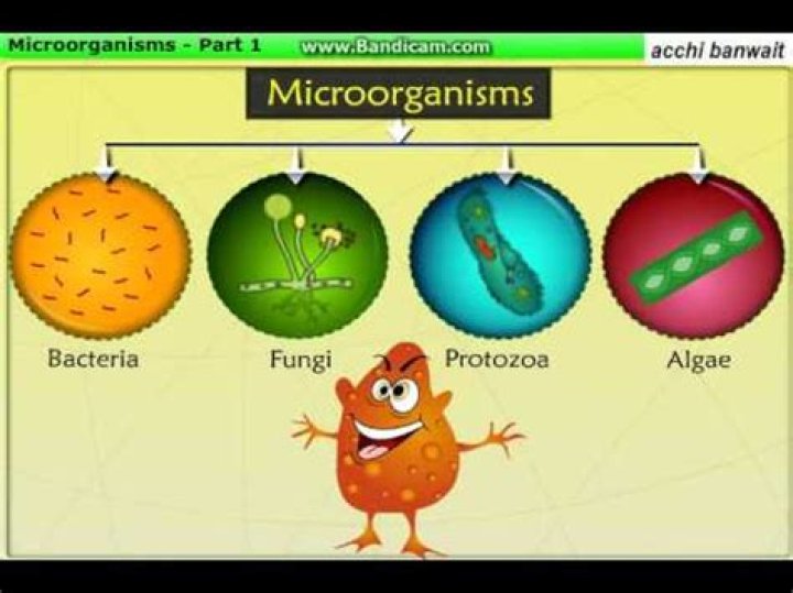 Does the word microorganism mean?
