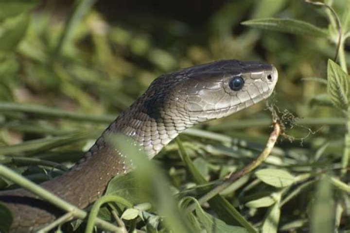 Does venomous snake die?
