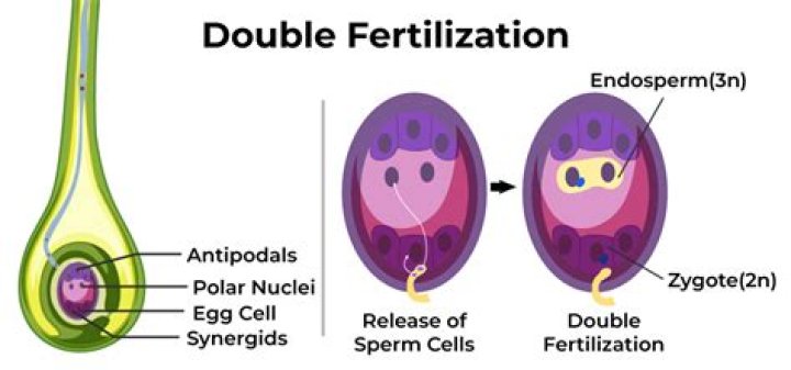 During fertilization which two cells join?