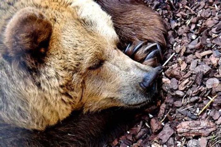 During hibernation do bears wake up?