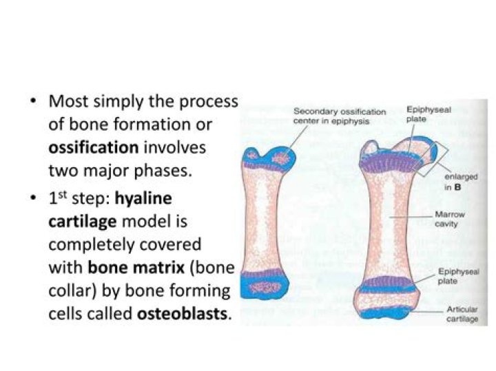 During ossification osteoblasts first produce?