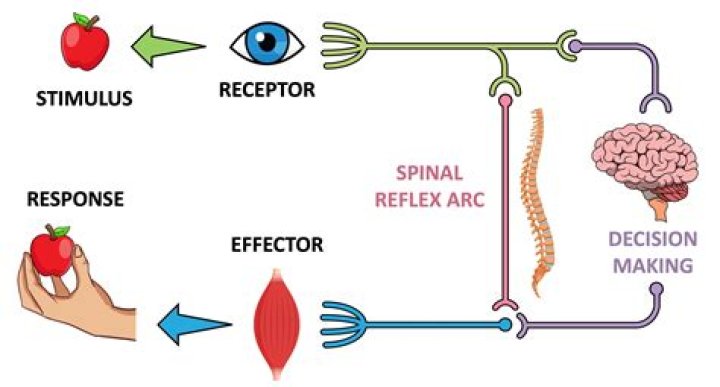During perception we assign meaning to stimuli?