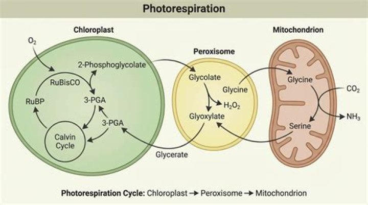 During photorespiration the oxygen consuming reaction(s) occur in?