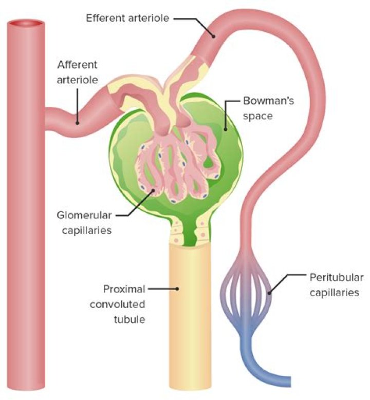 During urine formation the filtration of blood at the glomerulus is?