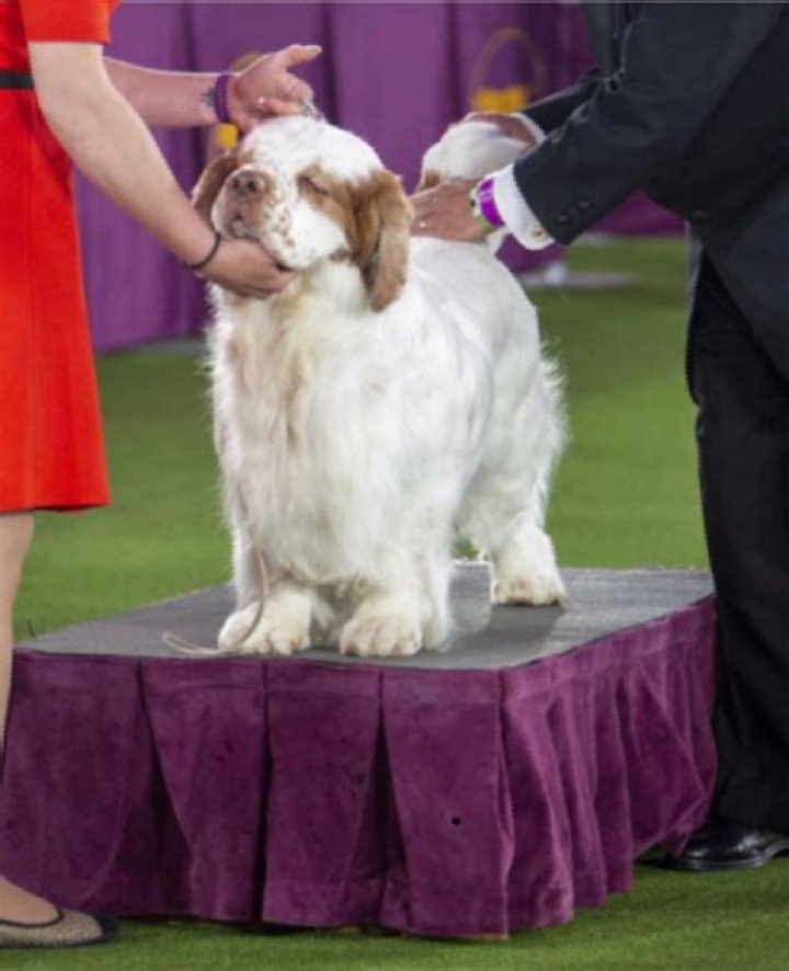 Has a clumber spaniel ever won westminster?