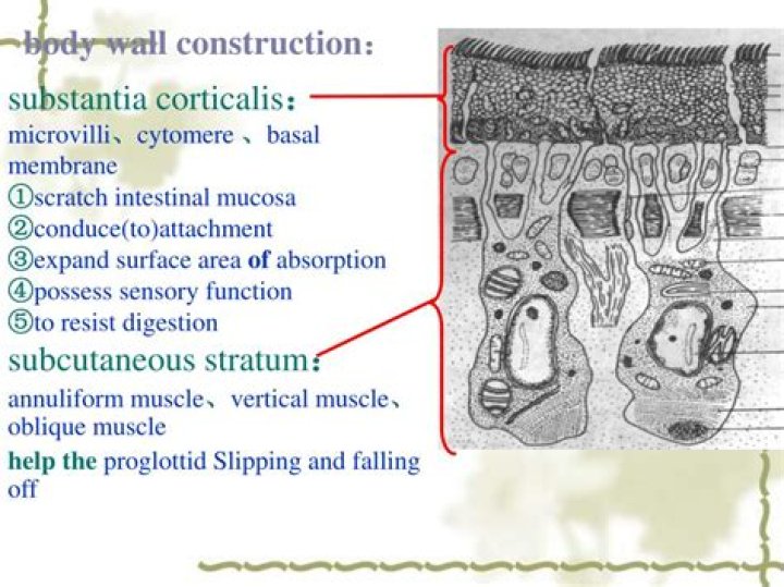 Has a flattened ribbon like body?