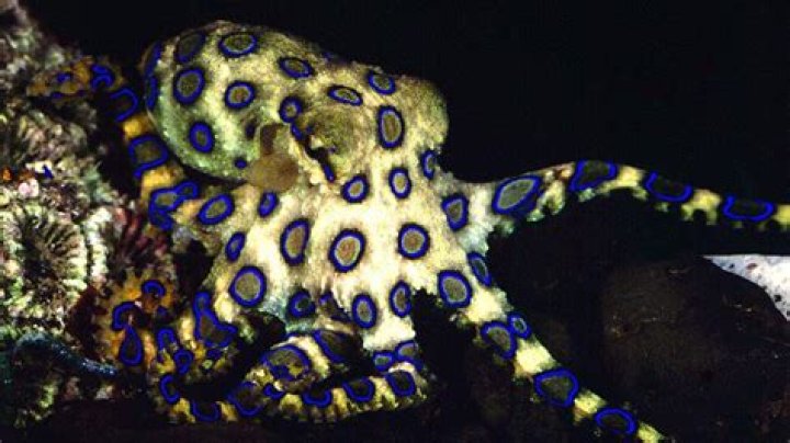 Has anyone survived a blue ringed octopus?