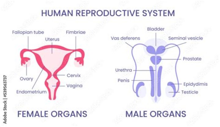 Has no reproductive organs?