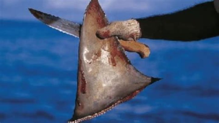Has shark finning stopped?