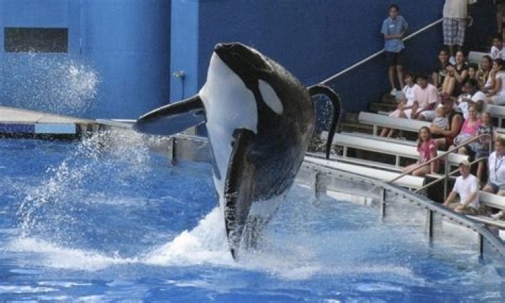 Has tilikum been released?
