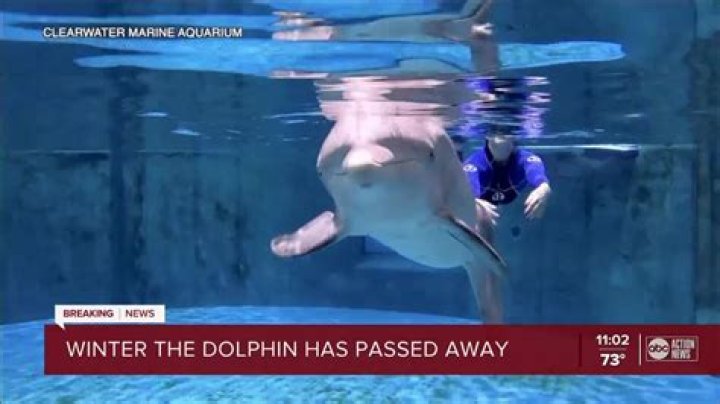 Has winter the dolphin died?
