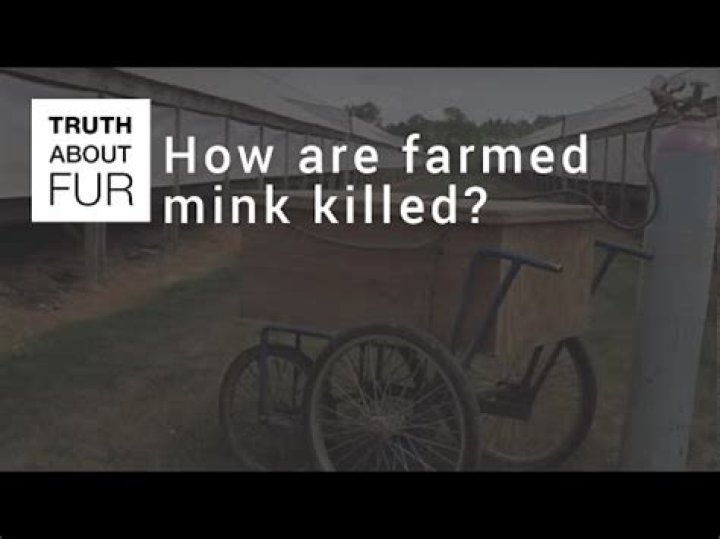 How are farmed mink killed?
