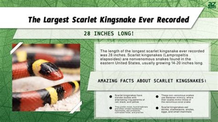 How big does a kingsnake get?