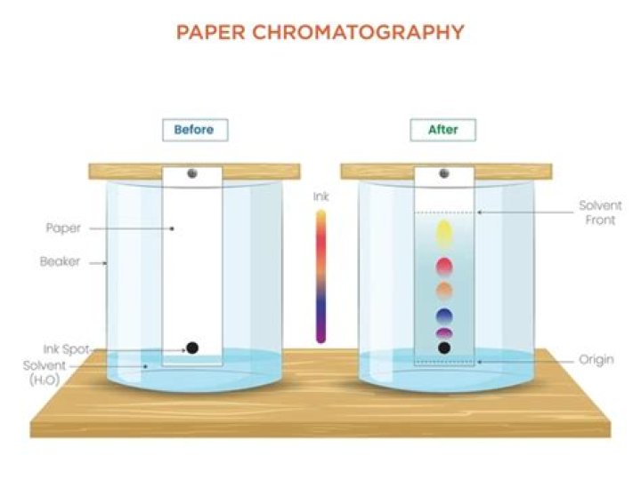 How chromatography separates mixtures?