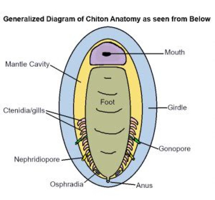 How do chitons reproduce?
