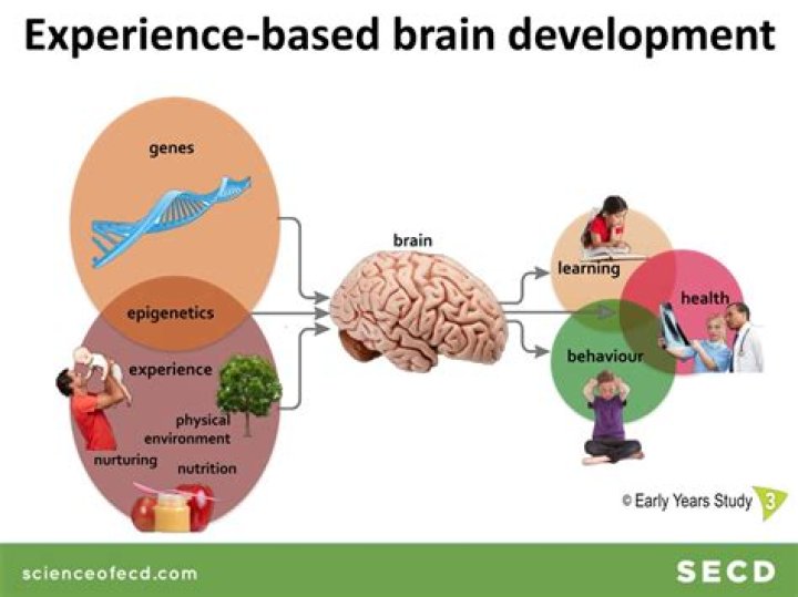 How do experiences shape the developing brain?