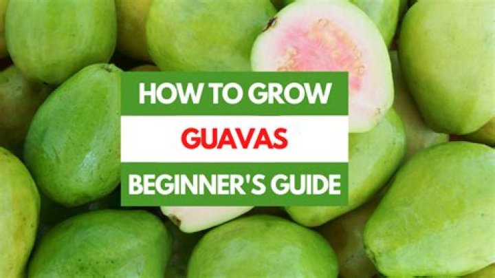 How do guavas grow?
