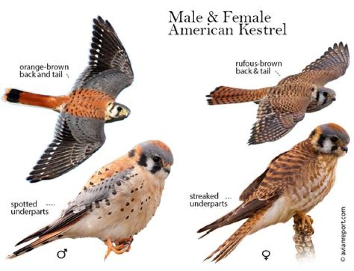 How do kestrels kill their prey?