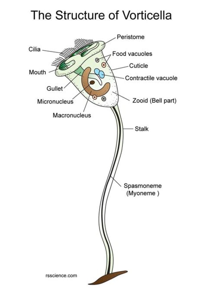 How do vorticella move?