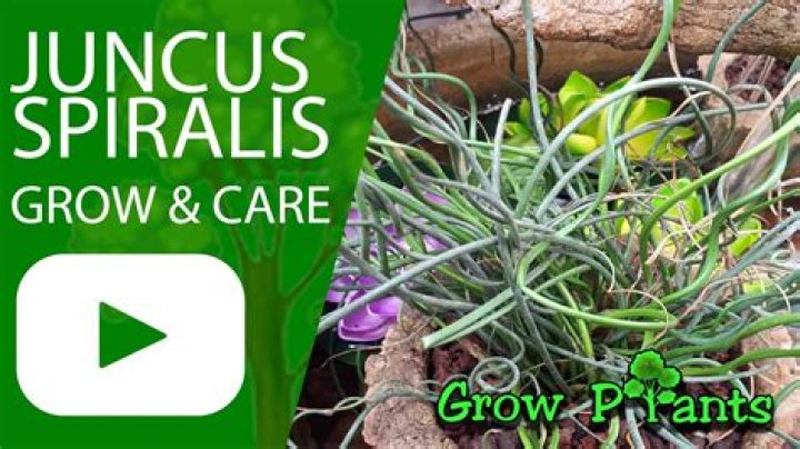 How do you care for a juncus plant?