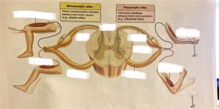 How does a monosynaptic reflex work?