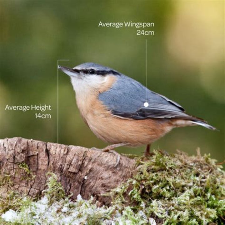 How does a nuthatch sound?