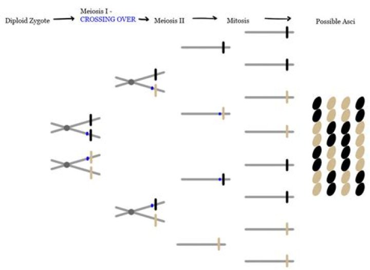 How does crossing over occur in sordaria?