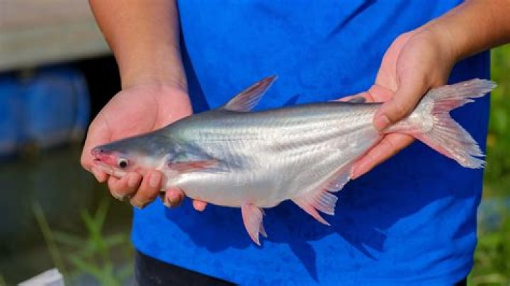 How does pangasius taste?