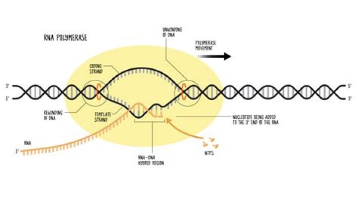 How does rna polymerase work?