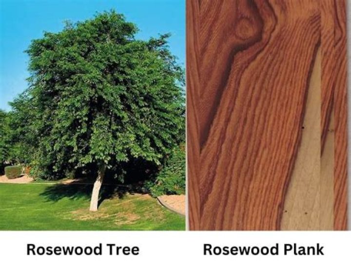 How does rosewood look like?