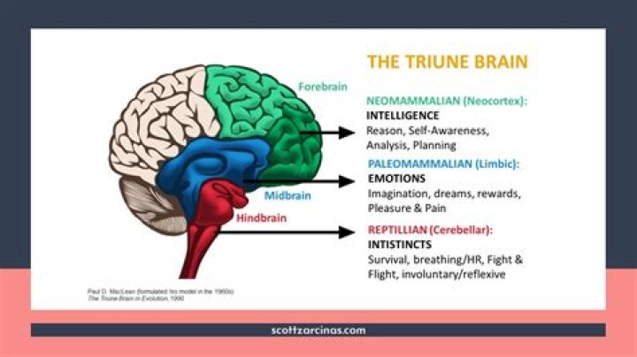 How does triune brain work?