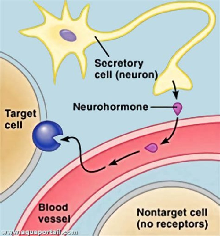 How is neurohormone produced?