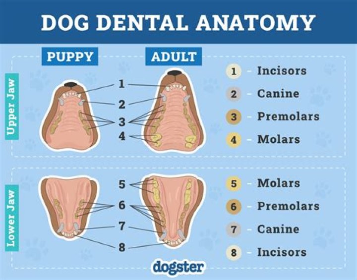 How long do dogs teeth?