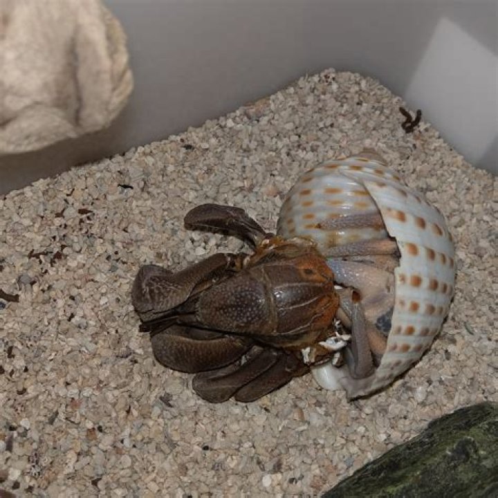 How long do hermit crabs molt?