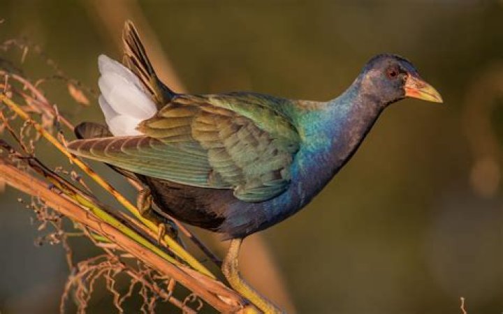 How long is a gallinule?