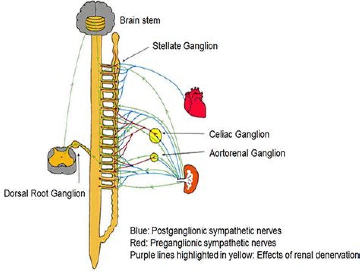 How long is the preganglionic neurons in the sympathetic system?