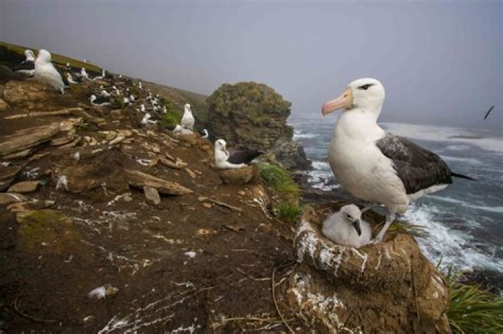 How many albatrosses are left in the world?